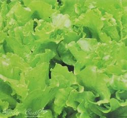 半結球萵苣(大陸妹.福山萵苣)~Lettuce