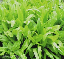 尖葉萵苣(A菜)~Pointed Leaf Lettuce