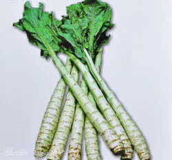 嫩莖萵苣(菜心)~Lettuce~種子
