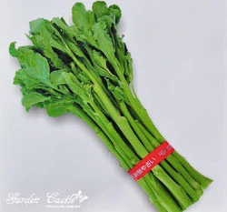 芽用芥藍(芥蘭)~Chinese Kale