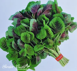 紅莧菜~Red Amaranth