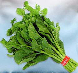 落葵(皇宮菜)~Ceylon Spinach