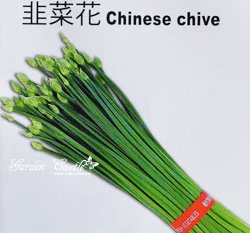 韭菜花Chinese chive~種子 採收花苔專用韭菜