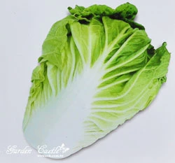 結球白菜(山東大白菜)~Chinese Cabbage