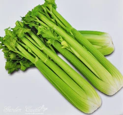 西洋芹菜~Celery