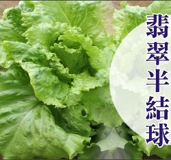 「生菜王」翡翠半結球萵苣種子~約60粒
