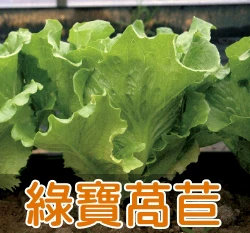桃園3號-綠寶萵苣種子（綠天使萵苣）