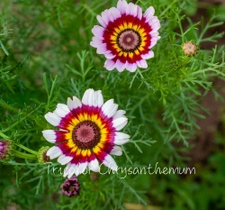 花環菊種子 Tricolor Chrysanthemum 三色菊