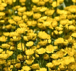 黃晶菊種子 Yellow Buttons 春悄菊