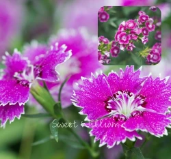 美國石竹種子 Sweet William 五彩石竹