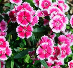 中國石竹種子 Chinesis Dianthus 洛陽花
