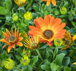 銅錢花種子 African Daisy 非洲金盞菊