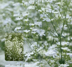 大花滿天星種子 Baby's Breath