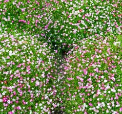 盆花滿天星種子 Gypsophila 宿根