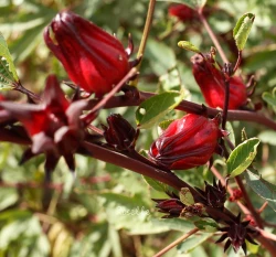 洛神葵種子 Roselle 洛神花泡茶