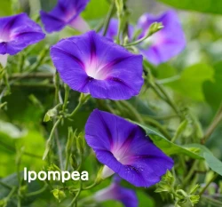 西洋牽牛花種子 Lpompea