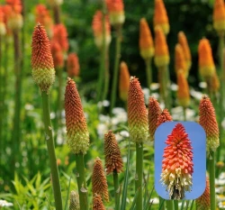 火炬花種子 Torch Lily 火把蓮火炬百合