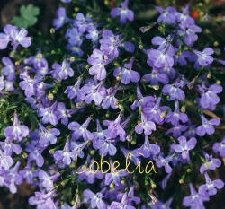 六倍利種子 Lobelia