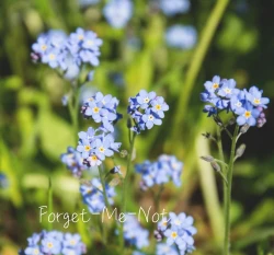 勿忘草種子 Forget-Me-Not