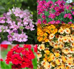 愛密西種子 Nemesia 囊距花