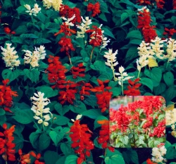 五彩一串紅種子 Colored Salvia