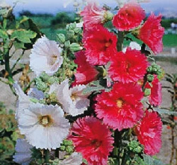 蜀葵種子 Hollyhock(一丈紅)
