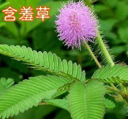 含羞草種子 Mimosa pudica