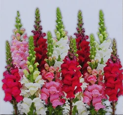 金魚草-高~Snapdragon