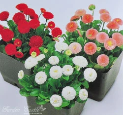 雛菊~Bellis