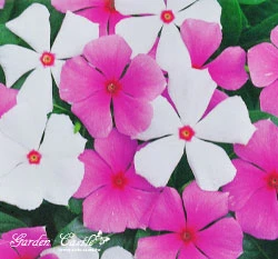 日日春~混合色~Vinca(高45~60cm)