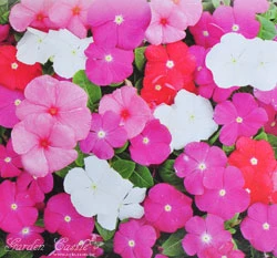 日日春~混合色~Vinca(矮性20~30cm)