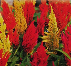 羽狀雞冠花~混合色~Plumed Celosia