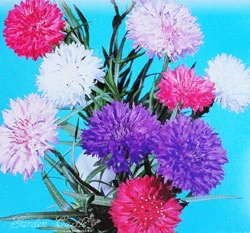 矢車菊~Centaurea