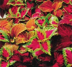彩葉草~Coleus