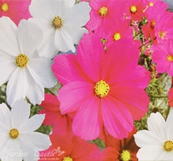 大波斯~Cosmos