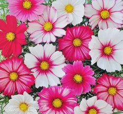 紋瓣大波斯~Picotee Cosmos
