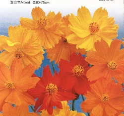 黃波斯菊種子 Cosmos