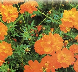 黃波斯菊種子 Cosmos
