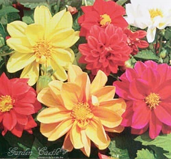 大理花~Dahlia