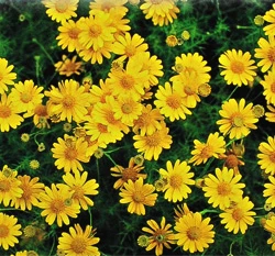 金毛菊種子Dahlberg Dalsy