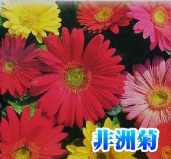 非洲菊 Gerbera