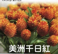 美洲千日紅種子 Gomphrena 橙色