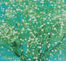 滿天星~Gypsophila