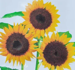 向日葵~Sunflower