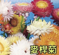 麥桿菊種子~Strawflower