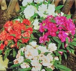 鳳仙花~混合色(指甲花)種子