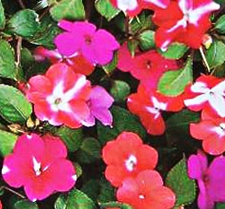 非洲鳳仙花 lmpatiens