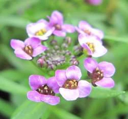香雪球 Alyssum