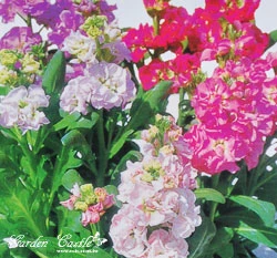 紫羅蘭~Stock