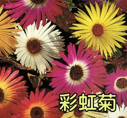 彩虹菊種子(松葉雛菊) Livingstone Daisy 觀花型多肉植物